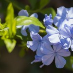 costa blanca flowers el campello