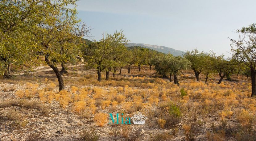32-chalet-venta-partida_aler-alt_vinalopo-biar-alicante-32